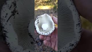 RUSSULA CHLORAİDESKAYIŞKIRANAKKAYIŞKANKİRTLİKBOLU [upl. by Purdum39]