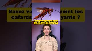 Savezvous à quel point les cafards sont effrayants  😰 [upl. by Aropizt]