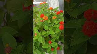 BEAUTIFUL LANTANA lantana flowers naturelovers lantana flower [upl. by Aniroz110]