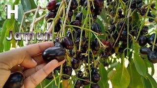 Weird Fruit JAMUN Or Indian Blackberry Cultivation  Powerful Benefits Of JAMUN  Happy Farm [upl. by Alig]