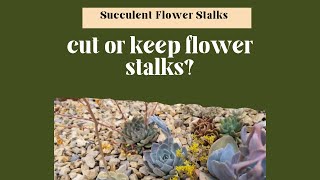 When to cut and when to keep succulent flower stalks Propagating a Echeveria Blue Prince [upl. by Swirsky]