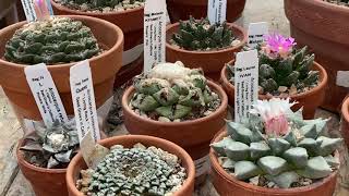 Amazing Ariocarpus and Euphorbia collection Very rare and mature plants [upl. by Ginzburg362]