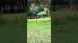 ATTACCO CINGHIALI PARCO DI ROMA A SPINACETO [upl. by Mellicent]