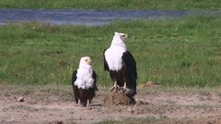 Water Birds – Zimbali Nature Documentary [upl. by Gretel448]