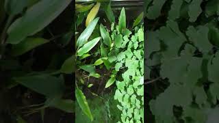 cryptocoryne aquarium aquraiumplant terrarium fish trending [upl. by Aretina]