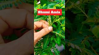 Bhumi Amla Plant ☘️Bhumi Amla benefits Bhumi Amla bhumi amla powder bhumi amla juice trending [upl. by Procto]