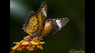 Stratford upon Avon UK Butterfly Farm Visit May 2024 [upl. by Gassman]