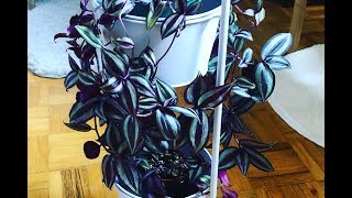 Tips For A Fuller Tradescantia zebrina  Wandering Jew Plant [upl. by Vories]