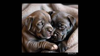 Cane Corso Puppies Adorable Moments [upl. by Charbonnier885]