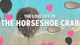 The Love Life of the Horseshoe Crab  A mating ritual 450 million years old  Wild Lives ep 3 [upl. by Harolda]