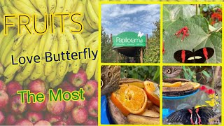 Pagkain ng Butterfly Saging at Orange Papiliorama in Krezer Switzerland🇨🇭 [upl. by Upshaw]