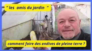 Comment faire des endives de plein terre  cest un petit rappel [upl. by Limaj152]