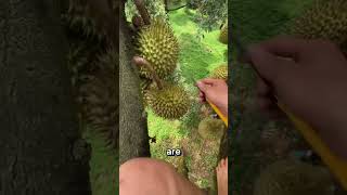 Why Soak Durian in Yellow Water [upl. by Oirram]