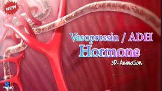 Production and Function of Vasopressin hormone biologyclass biology neet neet2024 science [upl. by Anih]