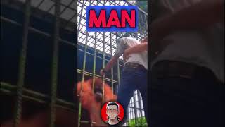 Orangutan vs Man Battle [upl. by Mesics]