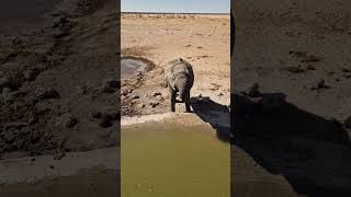 First few hours in ETOSHA National Park Namibia lions elephants and rhino Just waw [upl. by Sualokin]