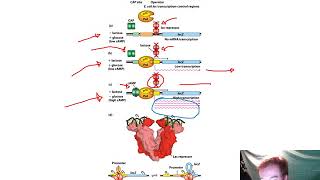 Transcriptional Control of Gene Expression Chapter 9 [upl. by Maxa]