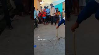 Snake rescue discovery channel in india most x factor indian idol snake discovery [upl. by Atirb945]