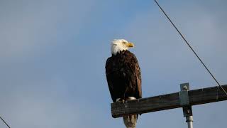 Bald Eagle It is so rare to see it [upl. by Nathalia]