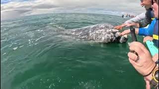 Extraordinary Gray Whale interaction on March 29 Lovely Encounter [upl. by Valdemar769]