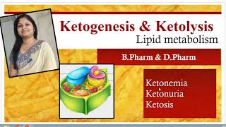 Ketogenesis amp KetolysisKetone bodiesLipid metabolismShiv Bhadra Singh [upl. by Sadowski]