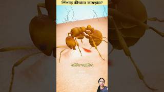 ants bite Pipra ki vaba kamray facts top10amazingfactsoftheworld [upl. by Bledsoe]