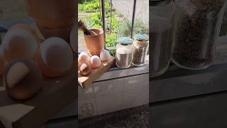 Cáscaras de🥚cómo complemento alimenticio para gallinas🐔 y fertilizante de larga duración para 🥬🫑🍅 [upl. by Yraunaj907]