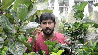 FIDDLE LEAF FIG indoor plant FICUS LYRATA care tips and full information in മലയാളം [upl. by Otrebla]