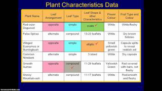 47003 How to Make a Dichotomous Key  2 [upl. by Esorrebma]