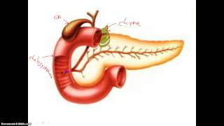 Digestion in Duodenum [upl. by Dihahs]