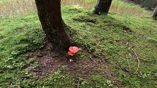 Habitat con Albatrellus confluensAmanita muscaria e cortinarius caperatus [upl. by Vincentia]