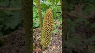 Gunnera flower spike Gunnera tinctoria flowers [upl. by Leeke]