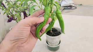 Jimmy Nardello Pepper Plant amp Buena Mulata Pepper Plant in Hydroponic Substrate Based System [upl. by Donica]