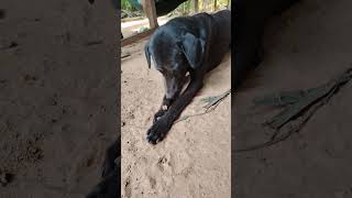 Eat Bone labrador relaxyourdog funnyanimal animals [upl. by Aineles]