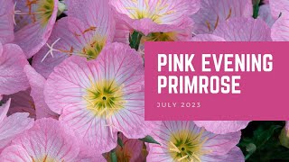 Pink Evening Primrose  Plant of the Month [upl. by Datha]