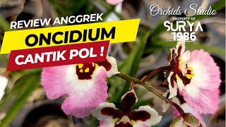 Review Anggrek Oncidium Tolumnia Jairak Firm Pink Lady [upl. by Sadonia124]