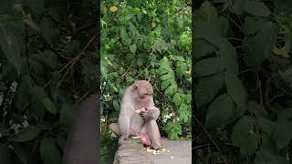 monkey action movie shorts ytshorts comedy trendingshorts facts subscribers [upl. by Aisyla]