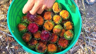 Recolectando la pitaya fruta pitayos cactacea stenocereus queretaroensis [upl. by Jennie782]