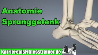 Anatomie des Sprunggelenks für Fitnesstrainer erklärt [upl. by Enitsahc]