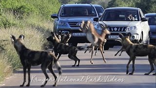 Impala Jumps Into Pack of Wild Dogs and Escapes [upl. by Jojo683]