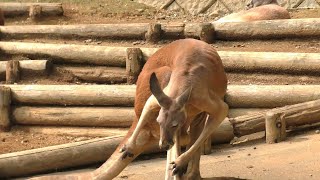 「痒いぃなぁ」アカカンガルー：多摩動物公園 [upl. by Ydnem276]