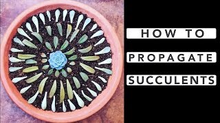 How to Propagate Succulents [upl. by Htebaile]