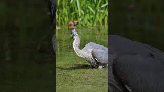 Great Blue Heron Catches a Fish Snack birds greatblueheron shorts z8 wildlife birding [upl. by Cordova]