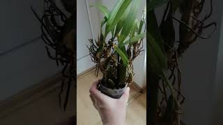 Maxillaria marginata [upl. by Asabi]