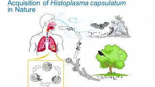 Dimorphic Fungi Histoplasmosis Hot Topic [upl. by Fons]