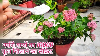 Ixora plant care n fertilizer ixora plant secret fertilizer बस आधा चम्मच फूलों से ढक जाएगा पौधा [upl. by Skelton]