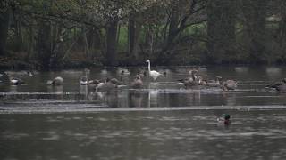 Natuurwandeling de Mosbulten [upl. by Thomasina]