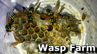 Wasp Farm The Extraordinary Life Cycle of a Wasps Colony [upl. by Merete]