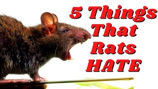 5 Things That Rats Absolutely Hate That You Might Do [upl. by Raleigh289]