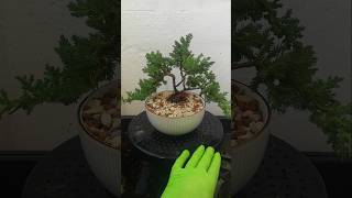 One minute bonsai my first bonsai tree youtubeshorts bonsaitree bonsai [upl. by Reiners]